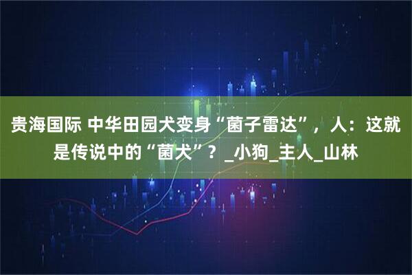 贵海国际 中华田园犬变身“菌子雷达”，人：这就是传说中的“菌犬”？_小狗_主人_山林